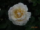 Commonwealth Glory rose photo