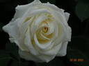 White Christmas rose photo
