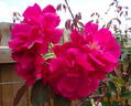 Marie Nabonnand rose photo