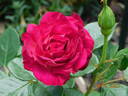 Outta The Blue ™ rose photo