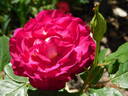 Outta The Blue ™ rose photo