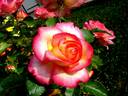 Leo Ferré rose photo