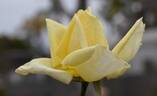 Lemon Glow rose photo