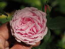 Hermosa rose photo