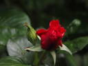 Veronica Ghislaine rose photo