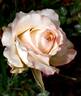 Fiore dei diritti umani rose photo