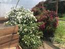 Sharon's Delight™ rose photo