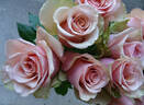 Aerobic® rose photo