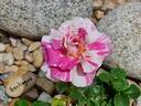 Berlingot rose photo
