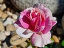 Berlingot rose photo