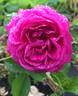 Ardoisée de Lyon rose photo