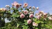 Mayor of Casterbridge rose photo