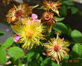 St. Nicholas rose photo