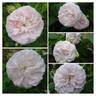 Botzaris rose photo