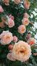 Barock ® rose photo