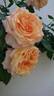 Barock ® rose photo