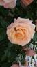 Barock ® rose photo