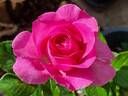 Bernadette Lafont ® rose photo