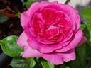 Bernadette Lafont ® rose photo