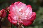 6171 06 E rose photo