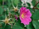 Rosa pendulina 'Lina' rose photo