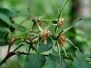 Rosa pendulina 'Lina' rose photo