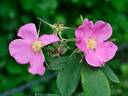 Rosa pendulina 'Lina' rose photo