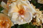 7008 rose photo