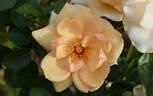7008 rose photo