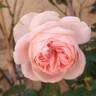 Bobino rose photo