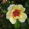 Glorious Babylon Eyes rose photo