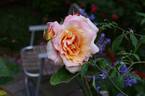 La Jolla rose photo