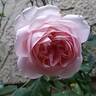 Bobino rose photo