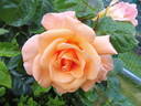 Barbara Ann rose photo