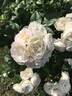 Bouquet Parfait rose photo