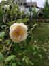 Bouquet Parfait rose photo