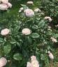 Bouquet Parfait rose photo