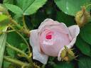 Gloire des Mousseux rose photo