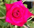 Edisto rose photo