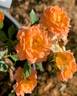 Orange Honey rose photo