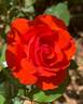 Impatient rose photo