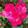 Phyllis Sherman rose photo