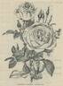 Madame Joseph Schwartz rose photo