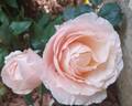 Barbados rose photo