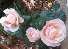 Barbados rose photo