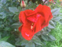 Top Gun ™ rose photo