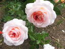 Schloss Eutin ® Fairy Tale rose photo