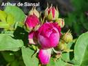 Arthur de Sansal rose photo