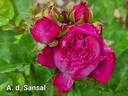 Arthur de Sansal rose photo