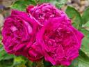 Arthur de Sansal rose photo